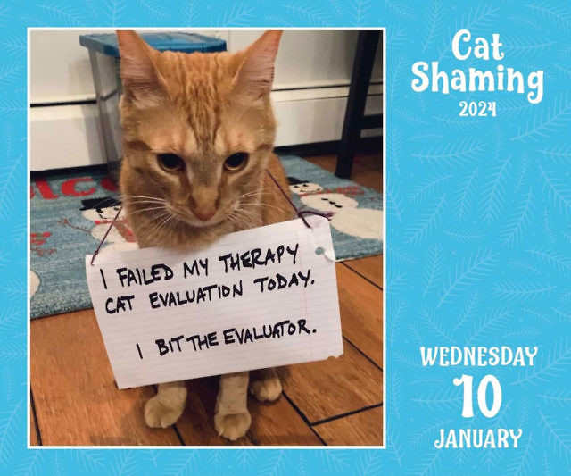 Cat Shaming Calendar