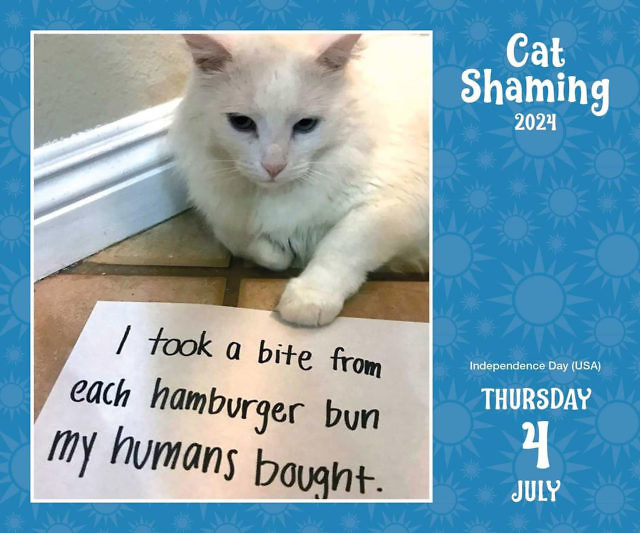 Cat Shaming Calendar