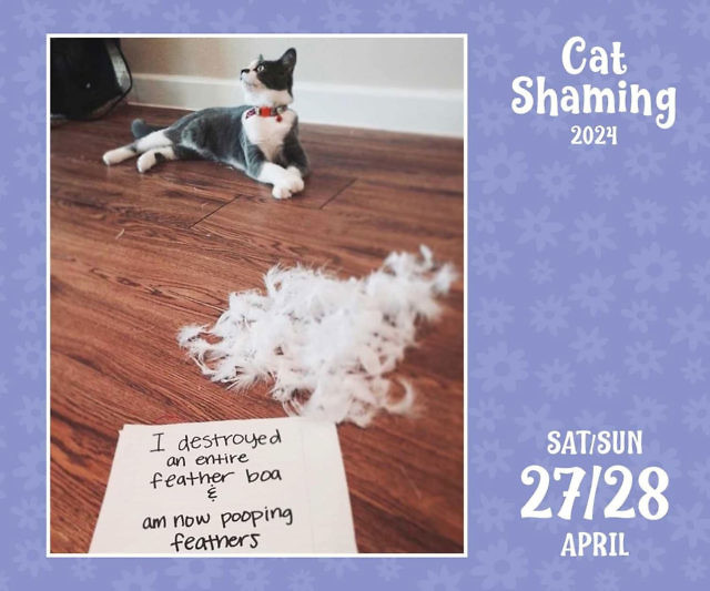 Cat Shaming Calendar