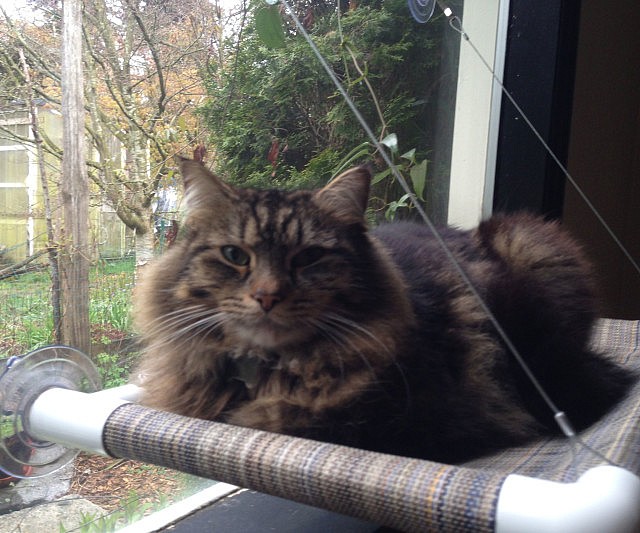 Cat Window Perch