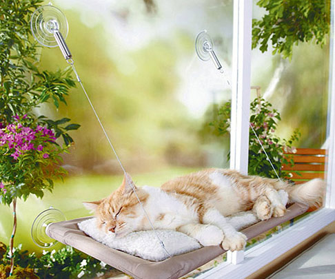 Cat Window Perch