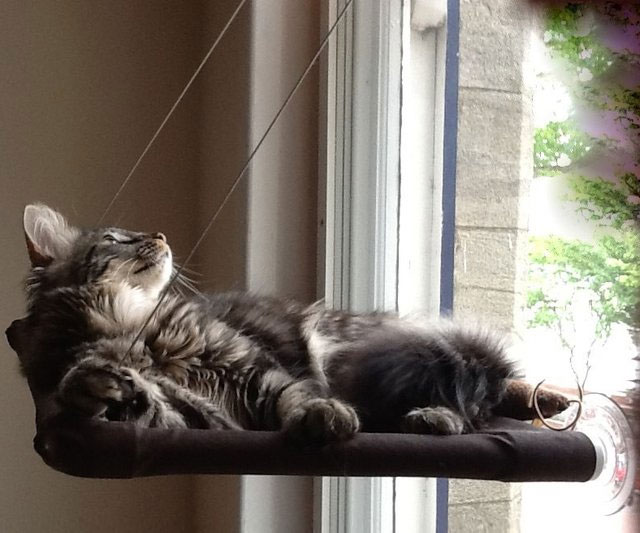 Cat Window Perch