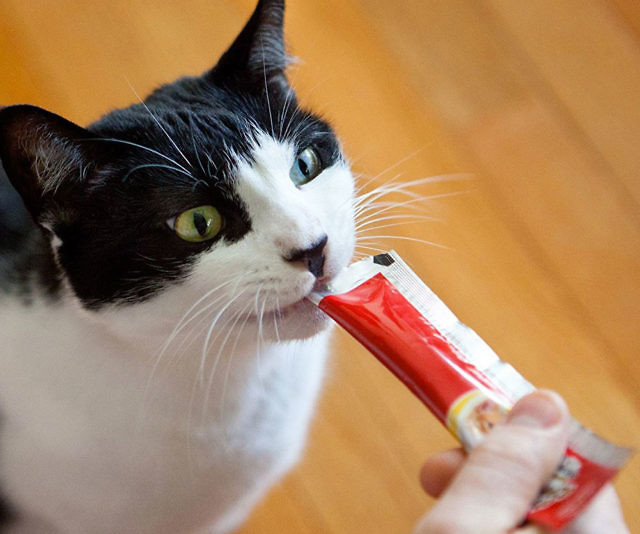 Yogurt Squeeze Pops For Cats