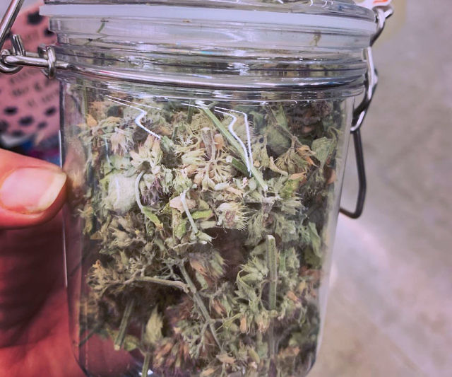 Meowijuana Premium Catnip