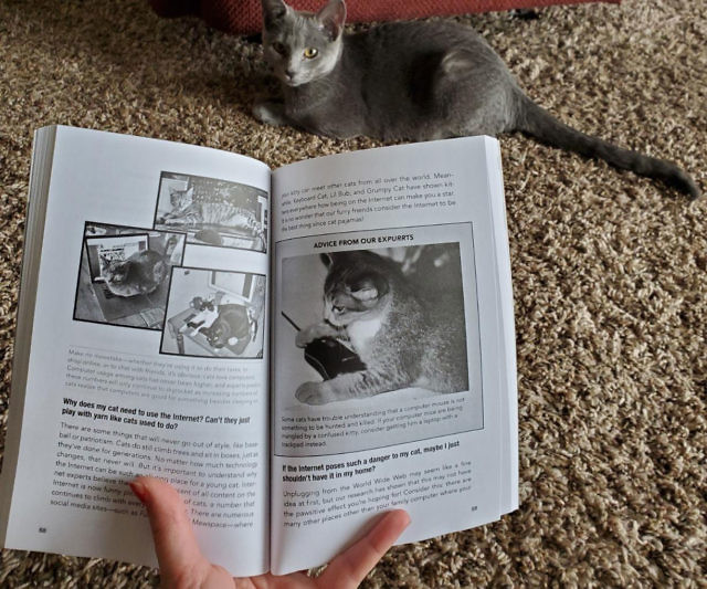 How To Talk To Your Cat About Gun Safety