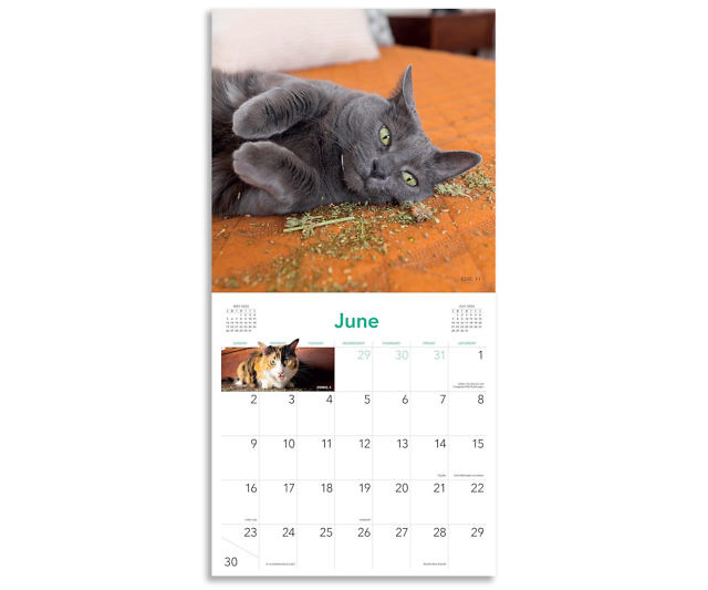Cats High On Catnip Calendar