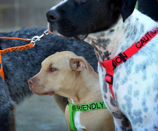 Color Coded Dog Leashes