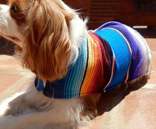 Mexican Dog Ponchos