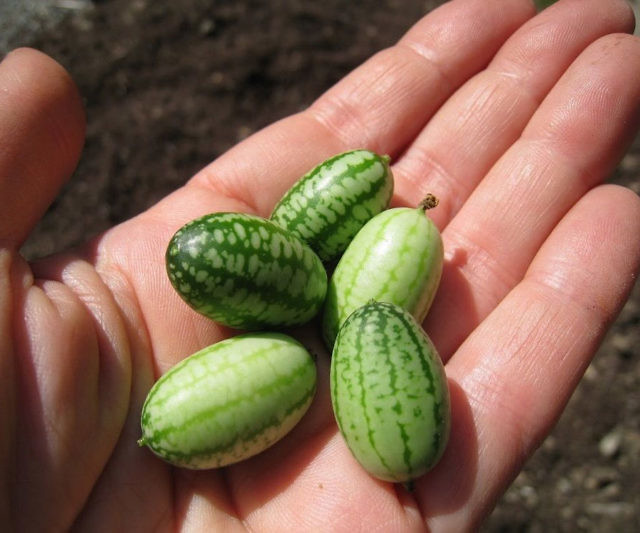 Mini Watermelon Cucumber Seeds