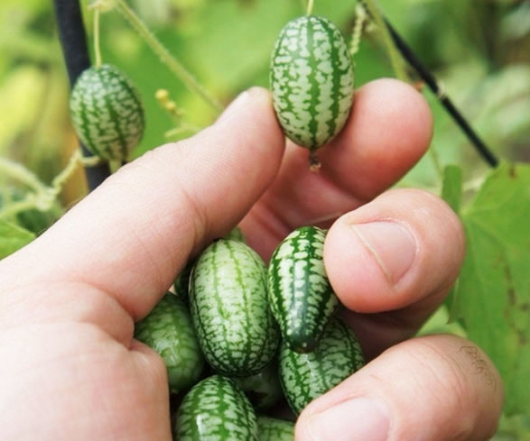 Mini Watermelon Cucumber Seeds