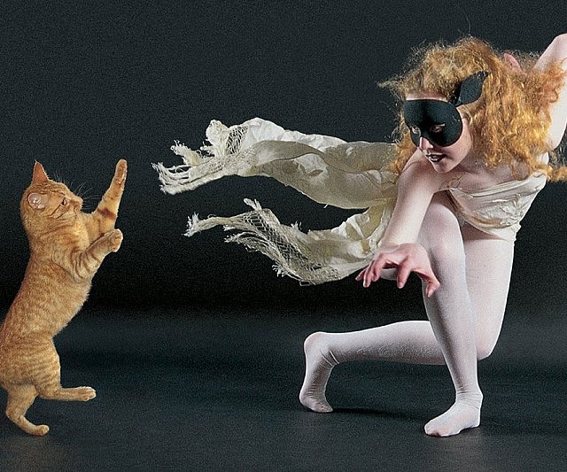 Dancing With Cats Book