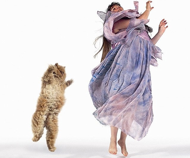 Dancing With Cats Book
