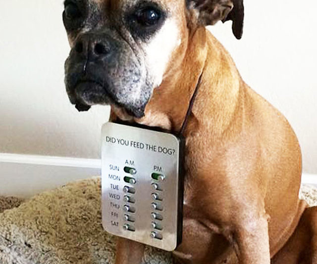 Did You Feed The Dog?