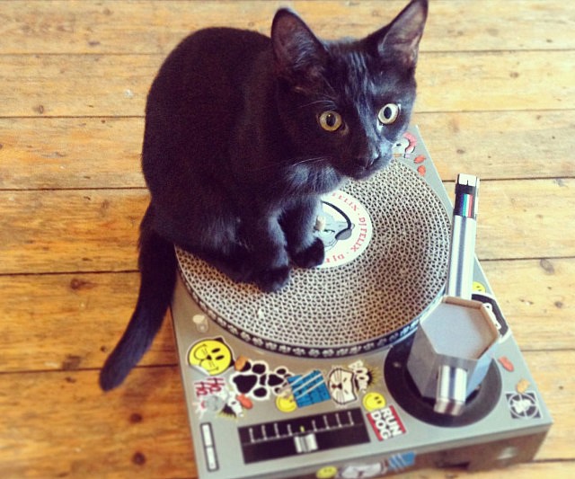 DJ Cat Scratch Turntable