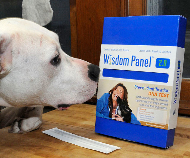 Dog Breed DNA Test