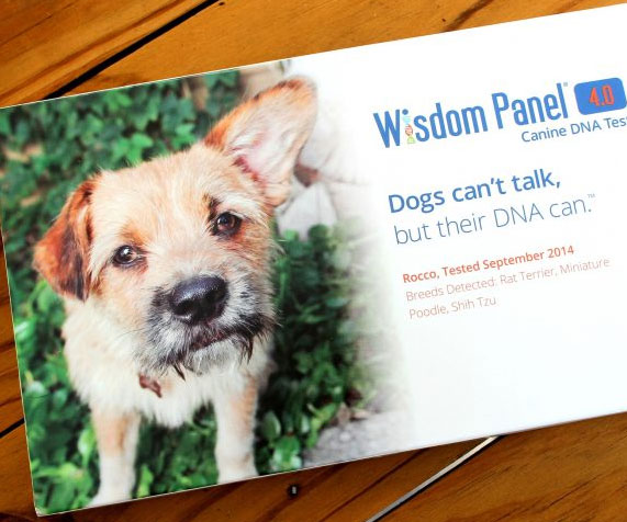 Dog Breed DNA Test