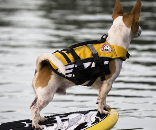 Doggy Life Vest