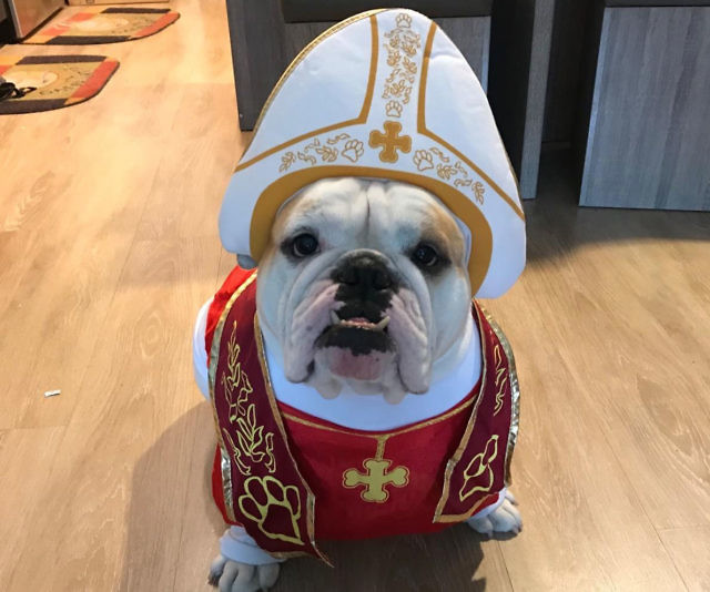 Pet Pope Costume