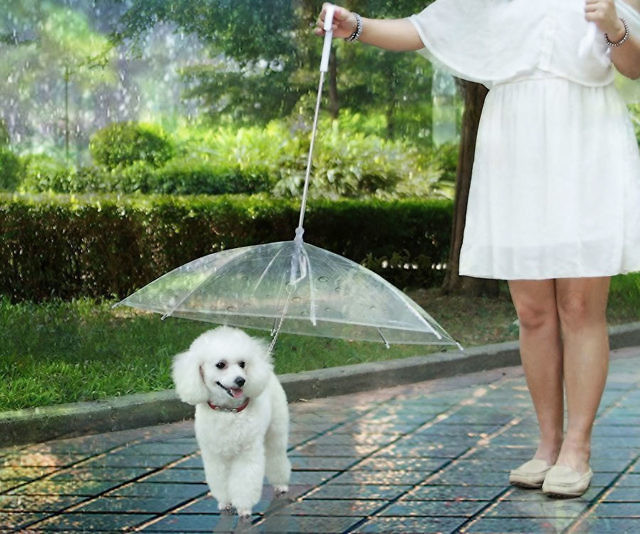 The Dog Umbrella