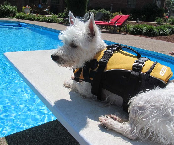 Doggy Floatation Device