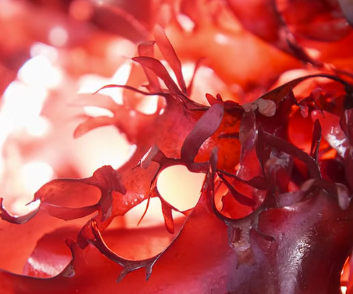 Healthy Bacon Flavored Seaweed
