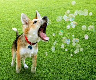Flavored Edible Bubbles For Dogs