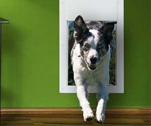 Electronic Doggy Door