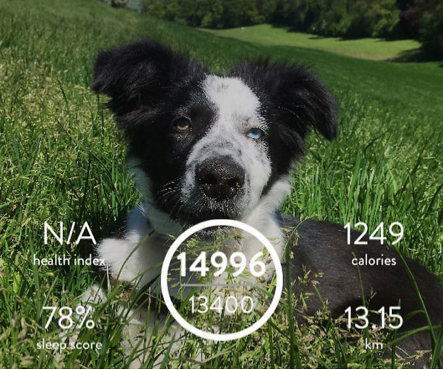 Dog Activity & Sleep Tracking Collar