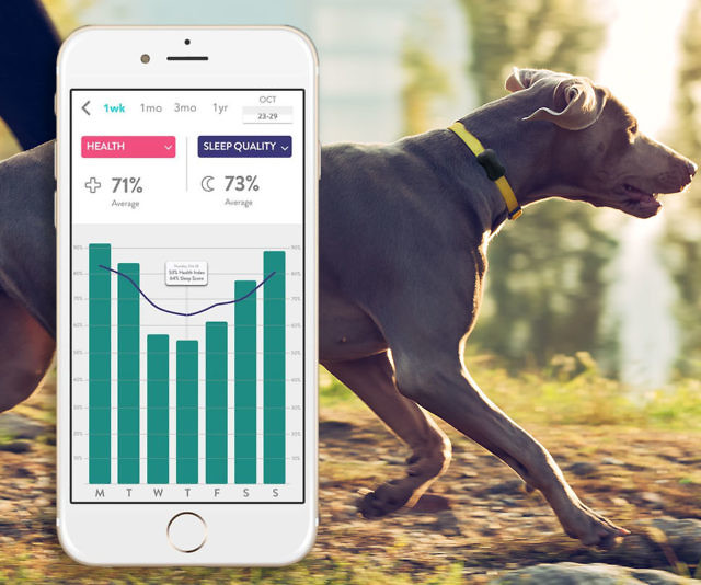 Dog Activity & Sleep Tracking Collar
