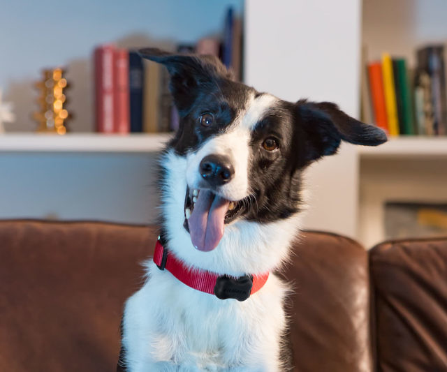 Dog Activity & Sleep Tracking Collar