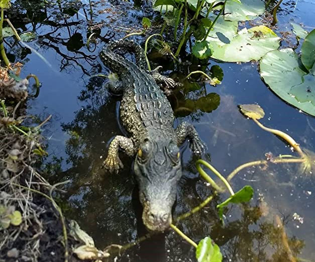 Floating Crocodile Decoy