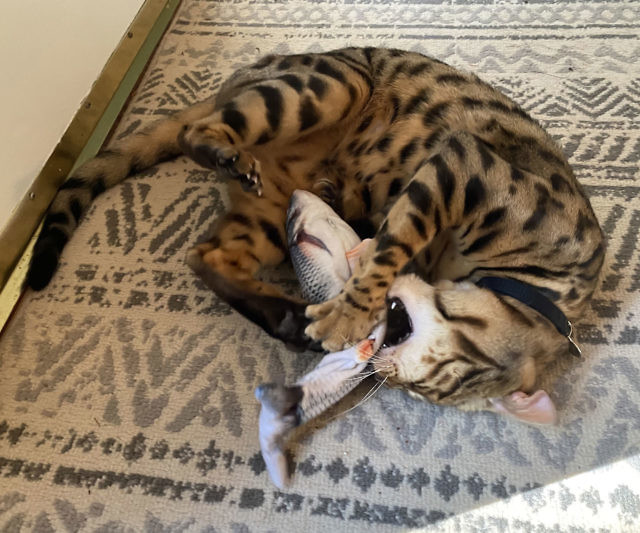 Flopping Fish Toy
