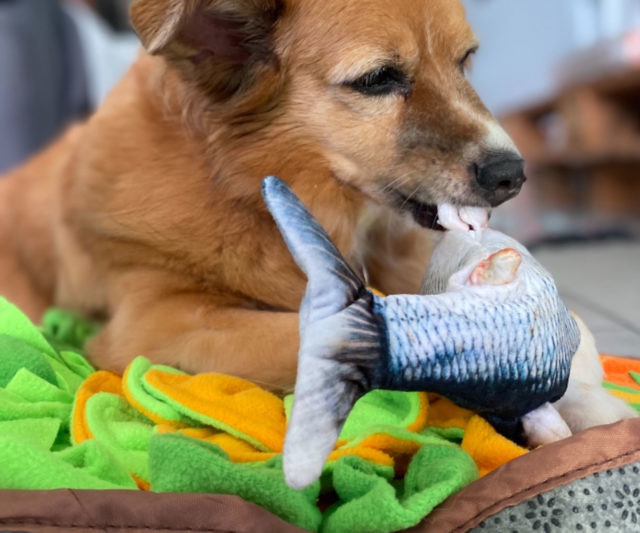 Flopping Fish Toy