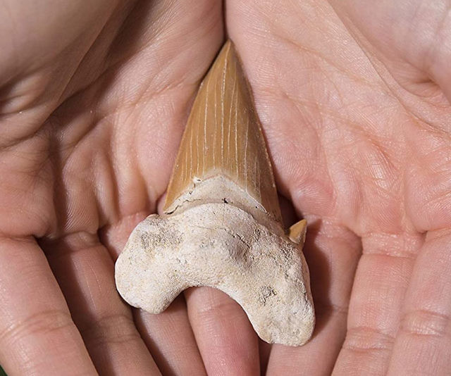 Fossilized Prehistoric Shark Tooth