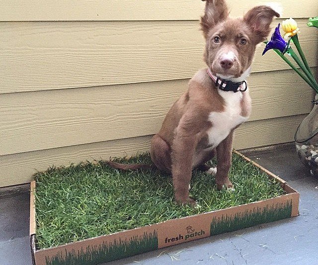 Real Grass Disposable Dog Potty