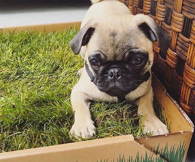 Real Grass Disposable Dog Potty