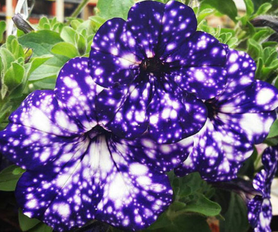 Petunia Galaxy Flowers