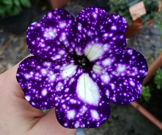 Petunia Galaxy Flowers
