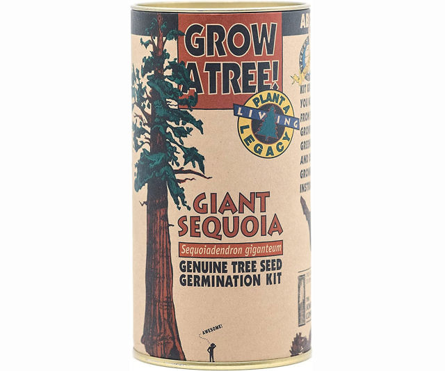 Giant Sequoia Growing Kit