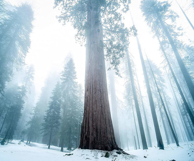Giant Sequoia Growing Kit