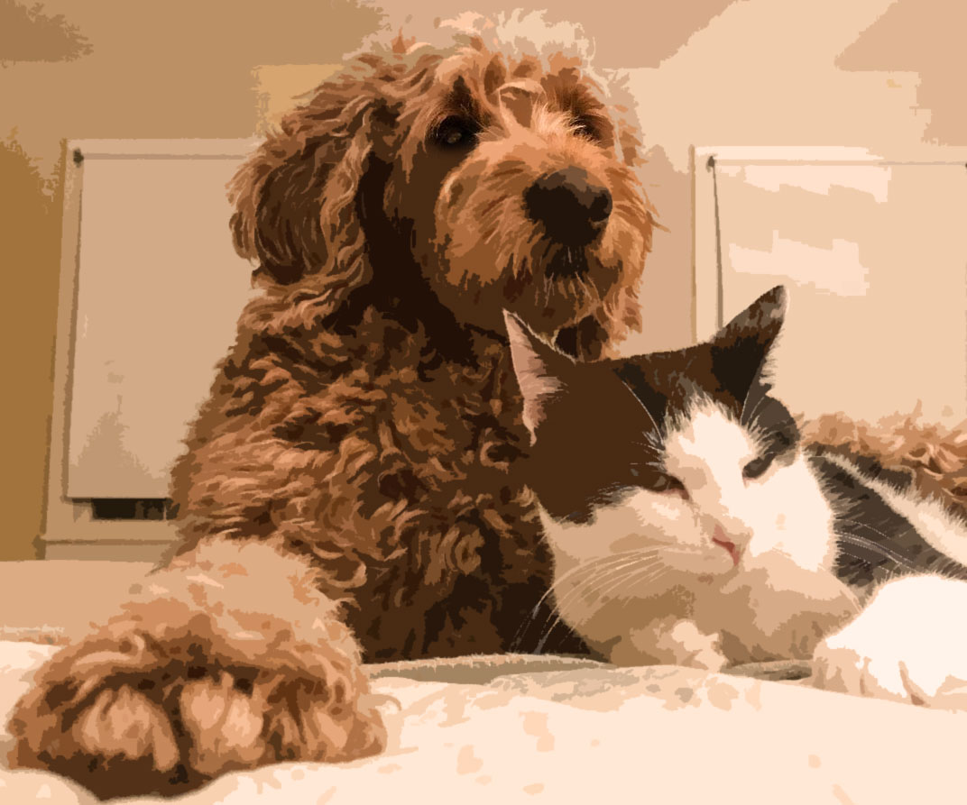 Gifts For Pets