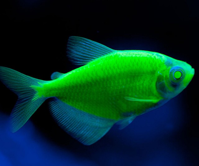 Glow In The Dark Fish