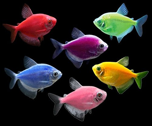 Glow In The Dark Fish