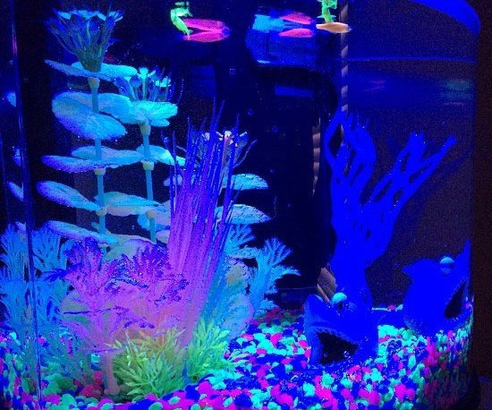Glow In The Dark Aquarium Kit