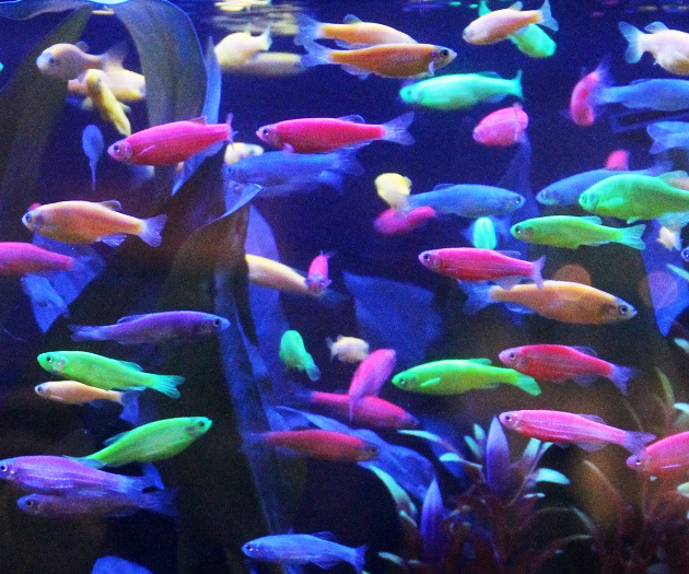 Glow In The Dark Fish