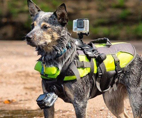 GoPro Dog Harness