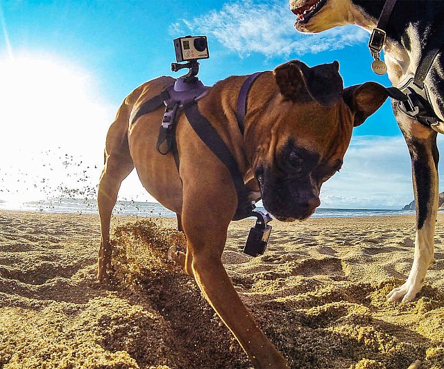GoPro Dog Harness