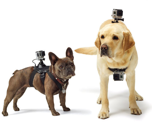 GoPro Dog Harness