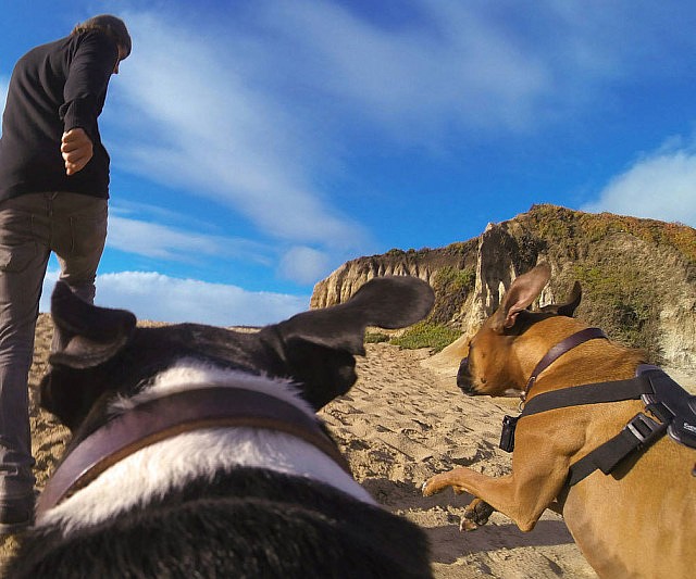 GoPro Dog Harness