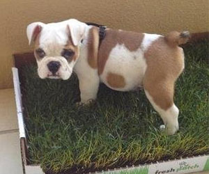 Real Grass Disposable Dog Potty